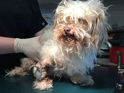 Minnie arrived at the ARL horribly matted, dehydrated from the 90-degree heat, and unable to put weight on one of her front legs. One of the thick mats was wound so tightly around her wrist that it had cut all the way down to the bone. She needed surgery right away.