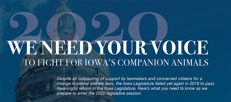 Despite an outpouring of support by lawmakers and concerned citizens for a change in animal welfare laws, the Iowa Legislature failed yet again in 2019 to pass meaningful reform in the Iowa Legislature. Here's what you need to know as we prepare to enter the 2020 legislative session.