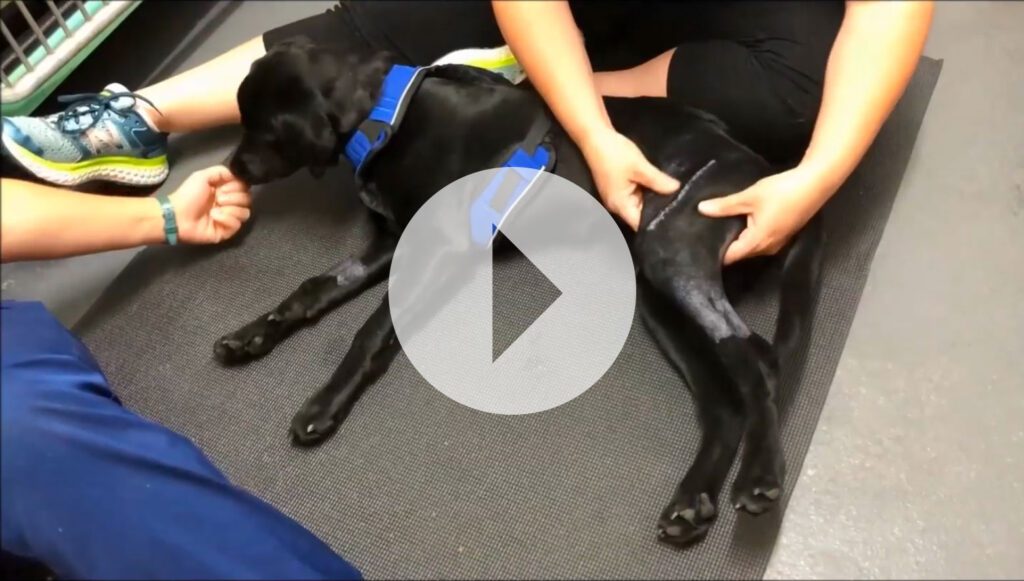 Nola was abandoned at the ARL overnight with a severely broken leg. We found her first thing in the morning in our drop box, shaking and in pain. A note said she had been hit by a car.