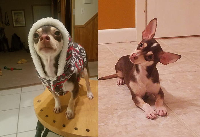 This neglected, emaciated dog was trapped in a kennel and thrown in a dumpster – left for dead. Luckily, the kennel broke open upon impact and Oscar was able to climb to the top of the trash pile, but he was too weak to jump out of the dumpster.