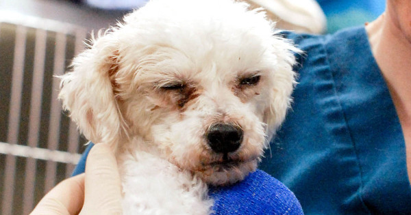 Otto arrived at the ARL in severe pain and with major injuries to both of his front legs. He is suffering from a dislocated left shoulder, and his right leg is severely broken.