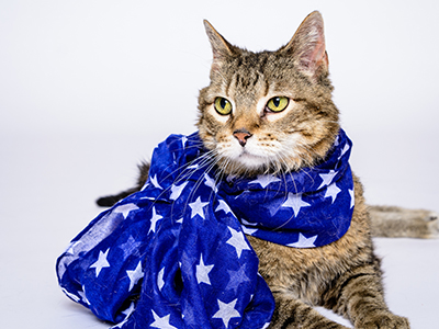 The noise caused by fireworks can cause dogs and cats to go to great lengths to escape their house, fenced yard, or even a leash. This is why more lost pets end up in animal shelters on this holiday than any other time of the year.