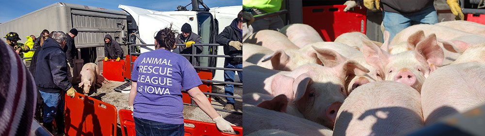 The ARL was called to assist after a trailer overturned carrying 140 pigs. More than a dozen ARL staff mobilized in minutes and rushed to the scene. When staff arrived they saw the trailer on its side. The pigs were stacked on top of each other, many of them injured and in shock.