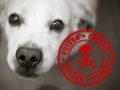 Pet toxins loom around every corner in your home -- from the bathroom, to the kitchen, to the front porch. Do you know what substances are poisonous to your pet? Do you know what signs to look for if your pet ingests one of these substances? Do you know what to do if your pet gets into a toxin?