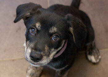 preventdogbites preventdogbites