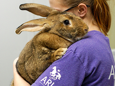 The Animal Rescue League of Iowa's (ARL) Animal Care & Control department recently received an anonymous tip to check on the welfare of rabbits at a Des Moines home. When the ARL Animal Control Officer arrived, they found 8 living and 1 deceased pet rabbits in wire hutches on the property.