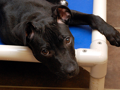 Resource guarding is a fairly common canine behavior issue, and can be among the most serious of behavior problems if it is not managed properly. In the wild, resources are scarce, and wild dogs learned to guard their food, shelter, and other resources from other animals in their environment.