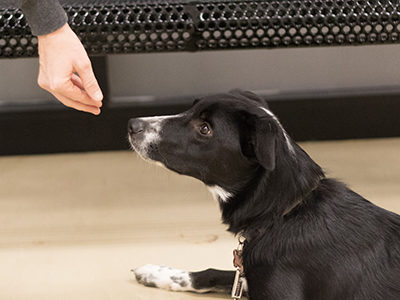 The best way to train your pet is through the proper use of positive reinforcement / rewards. You need to understand when and how to use them and what will happen if they are improperly used. With training you want your pet to “learn” the desired task and/or behavior.