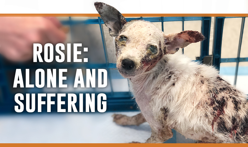 The tiny dog, who we named Rosie, has one of the worst cases of skin infection that our Emergency Care Team has ever seen. Her skin was literally sloughing off her body, creating open wounds.