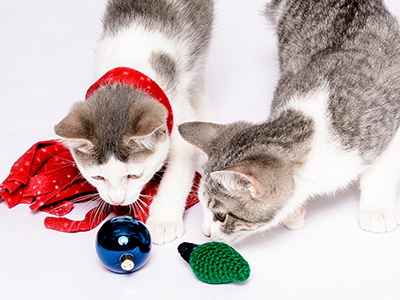 The most festive time of the year is upon us, and we want to make sure your pets enjoy the holly-jolly times with you while staying safe and sound.