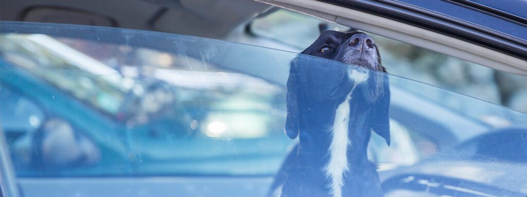 Every summer, hundreds of cats and dogs die needlessly due to their owners not taking the proper precautions regarding the extreme heat. Here are simple steps you can take to make sure your animal enjoys the summer months.