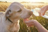 summerheatthirstydog_thumb