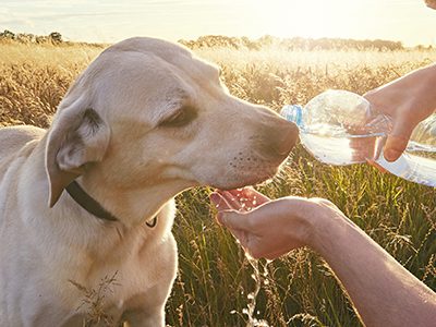 Every summer, hundreds of cats and dogs die needlessly due to their owners not taking the proper precautions regarding the extreme heat. Here are simple steps you can take to make sure your animal enjoys the summer months.