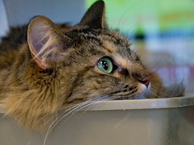 Is your cat having litterbox problems? Cats may use their litterbox for years and then stop using it for no apparent reason. Most likely there IS a reason they have stopped, and to fix the problem, you will need to figure out what the reason is.