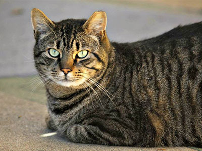 On Monday, December 17, the Des Moines City Council voted unanimously to approve an ordinance change that allows for a Trap-Neuter-Return (TNR) program to humanely and effectively reduce community/feral cat colonies in Des Moines.