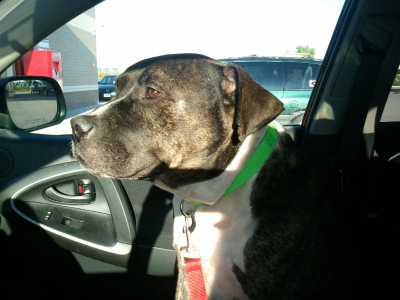 Traveling by car or by plane soon? The ARL has a few tips to ensure safe travels on your upcoming trip. Whether you and your animal friends decide to go on a short exploration or a grand adventure, it's important to keep safety the number one priority.