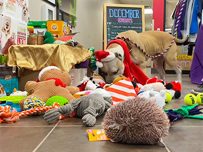 Watch the video to see which donated toys our pets picked out from under this year's Tree of Life at the ARL.