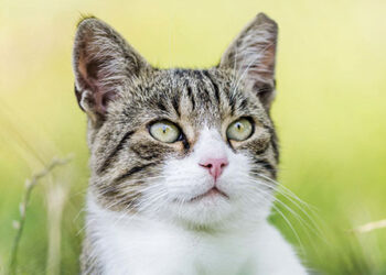 whatistnr_thumb whatistnr_thumb