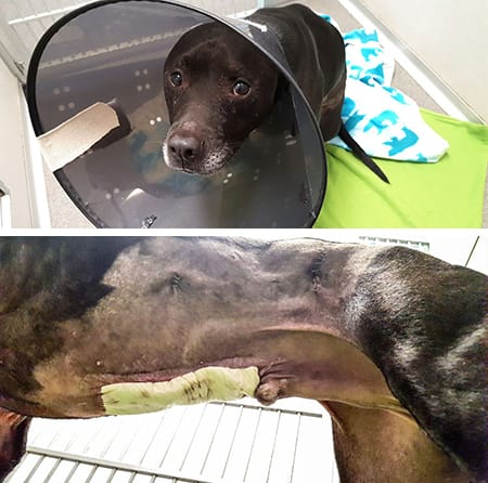 Dog, Zeus, was stabbed multiple times by Michael Thomas Mitchell of Des Moines during an altercation between two Dogs.