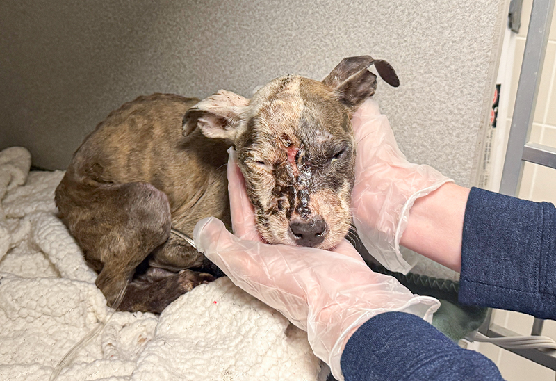 1014_injuredpuppy_eappeal_Content1