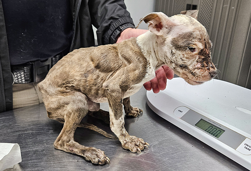 1014_injuredpuppy_eappeal_Content2