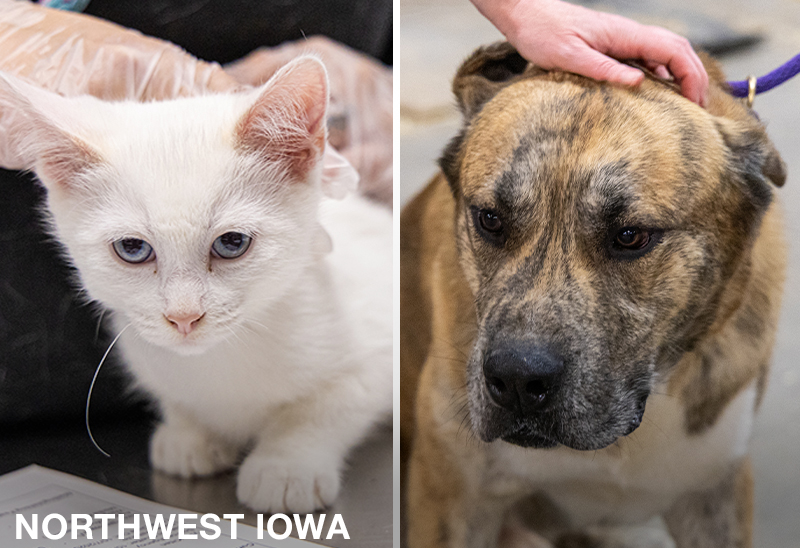 1030_multiplerescues_eappeal_ContentNWIowa