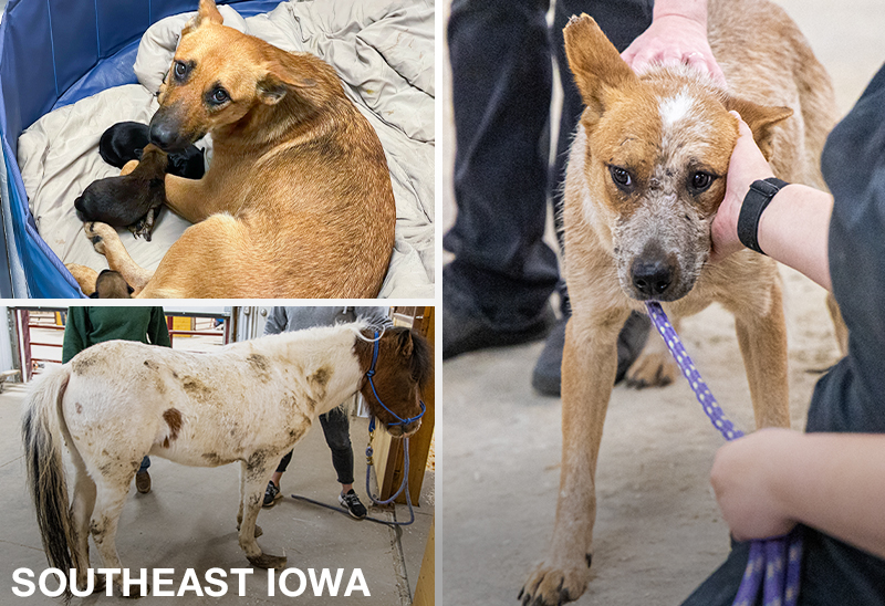 1030_multiplerescues_eappeal_ContentSEIowa