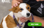 1030_multiplerescues_eappeal_Header