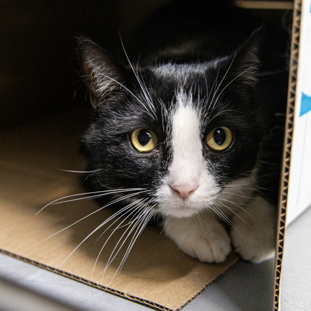 Astro -- Bonded Buddy With Gemini