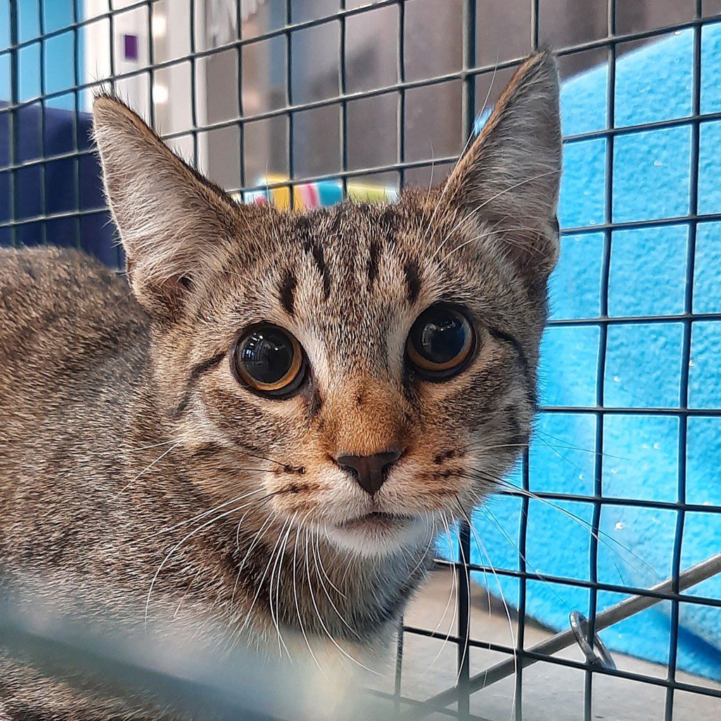 Bridgestone - Bonded With Goodyear