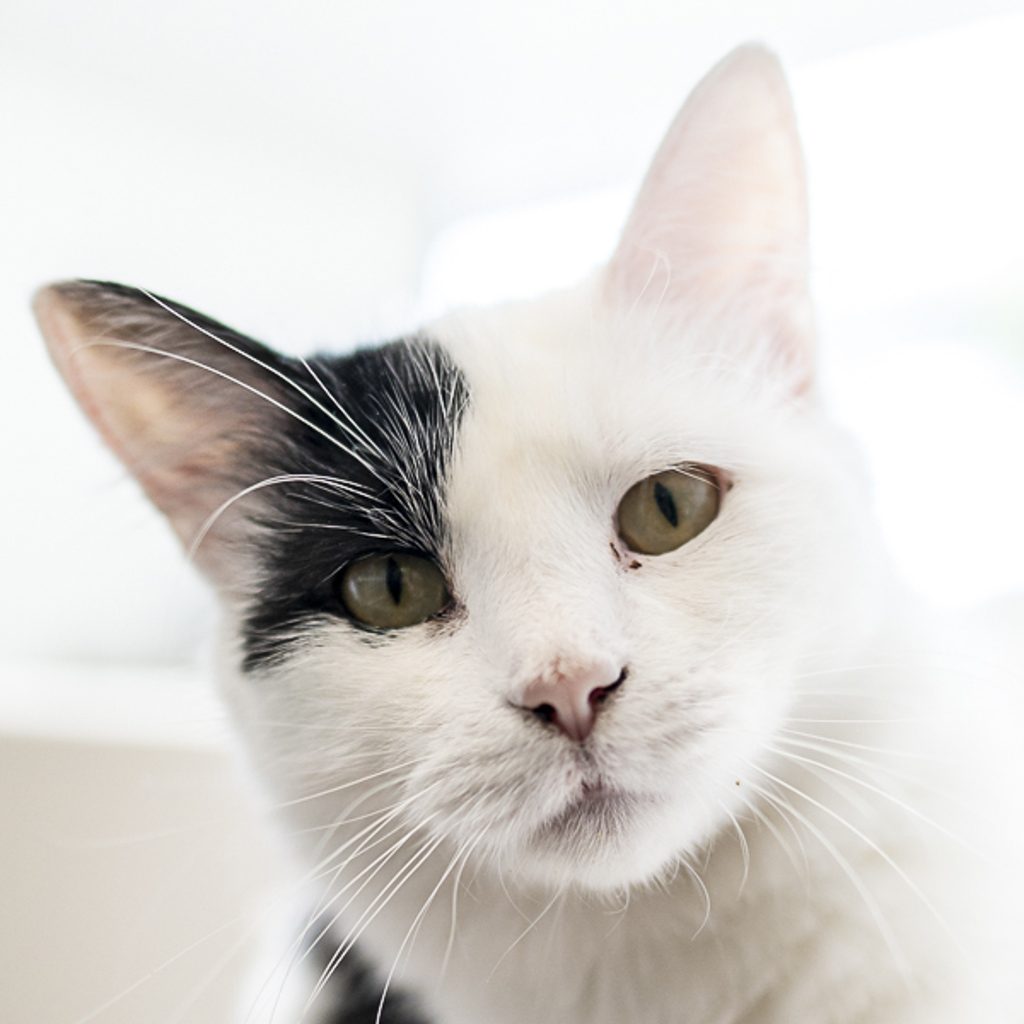 Ella -- Bonded Buddy With Sasha