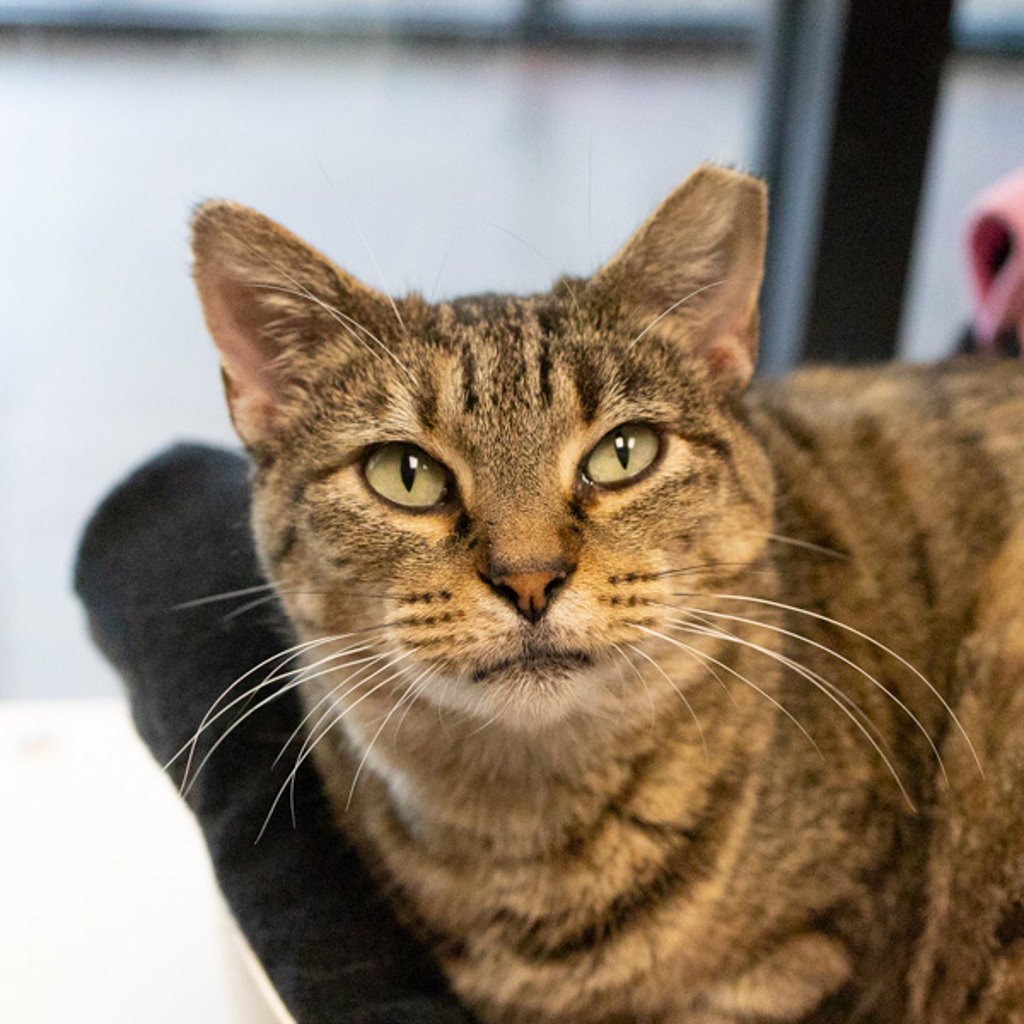 Equinox -- Bonded Buddied With Tyr