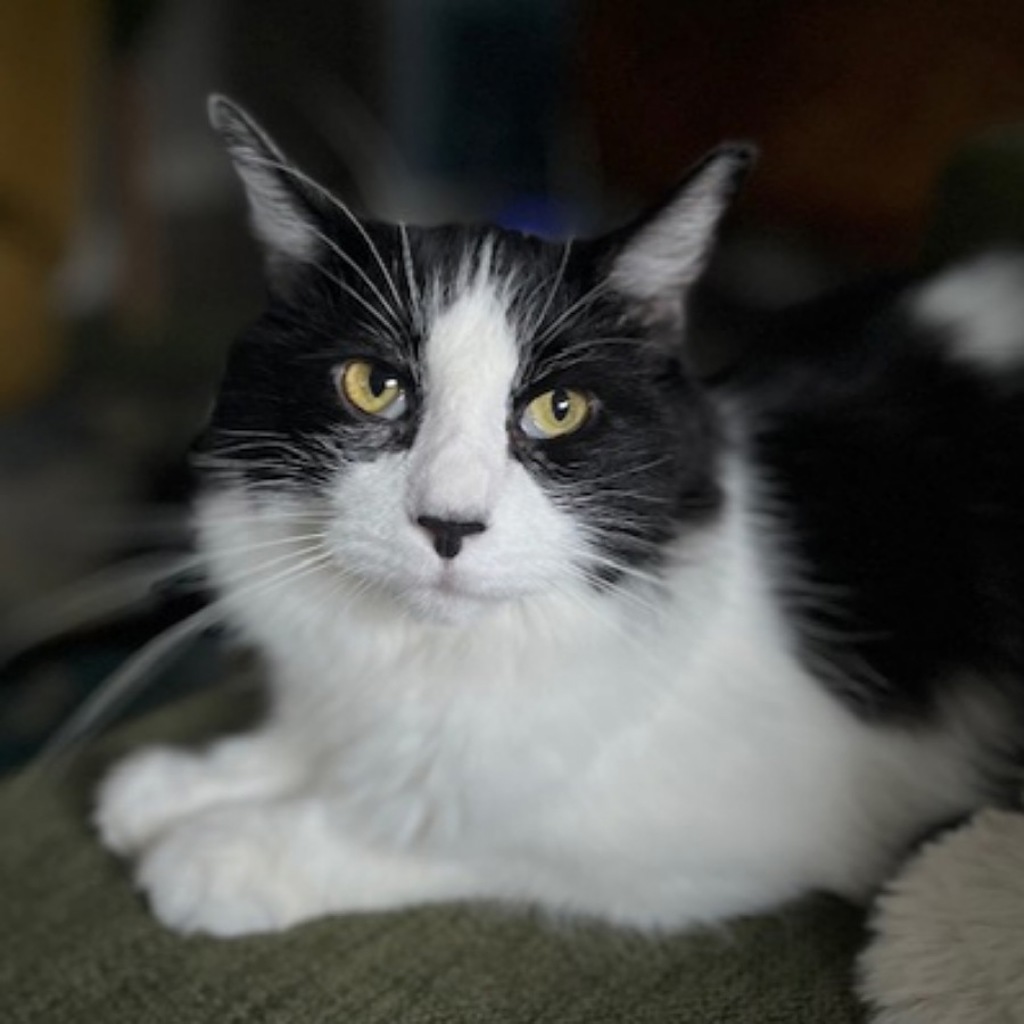 Fabio -- Bonded Buddy With Monkey