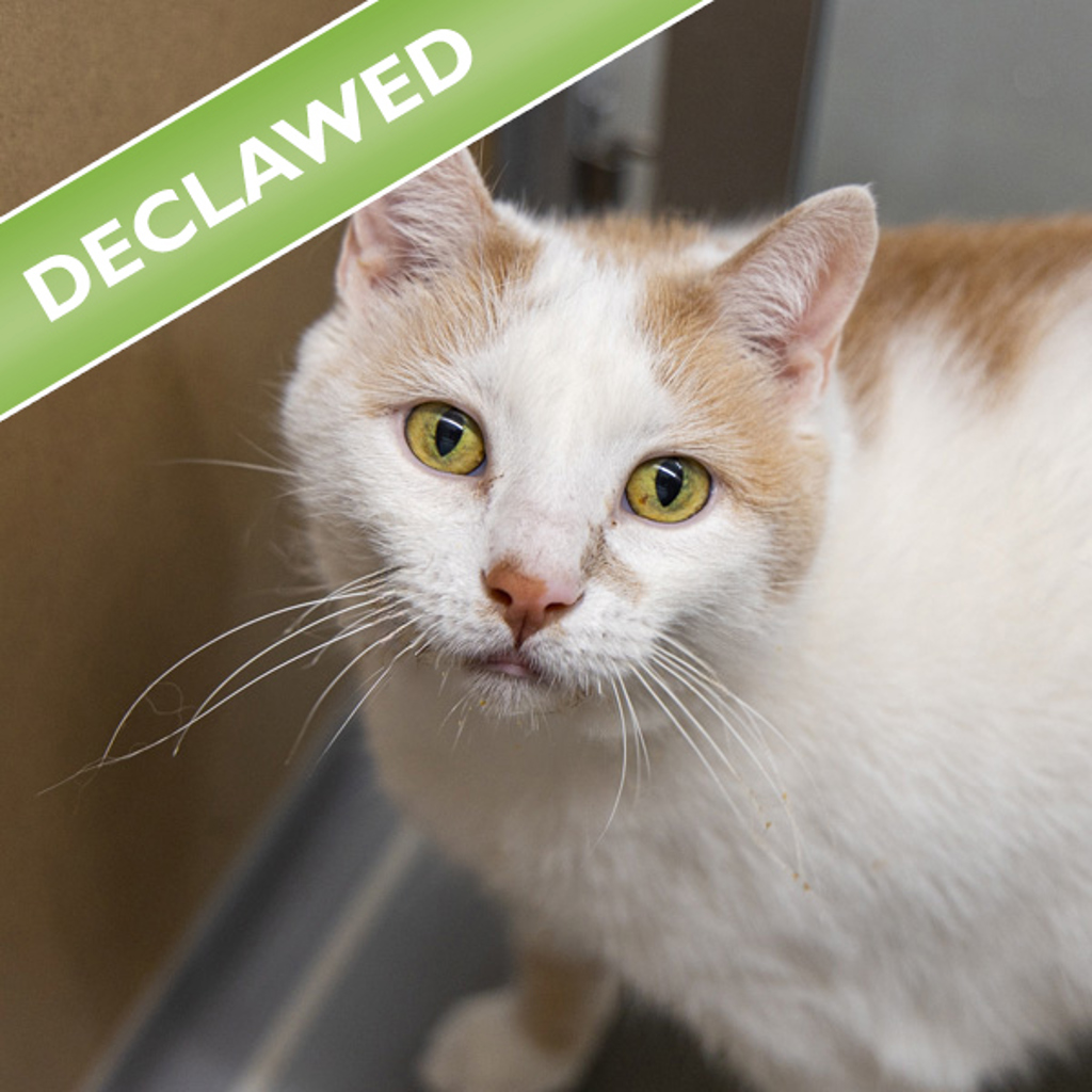 Franky -- Bonded Buddy With Prince