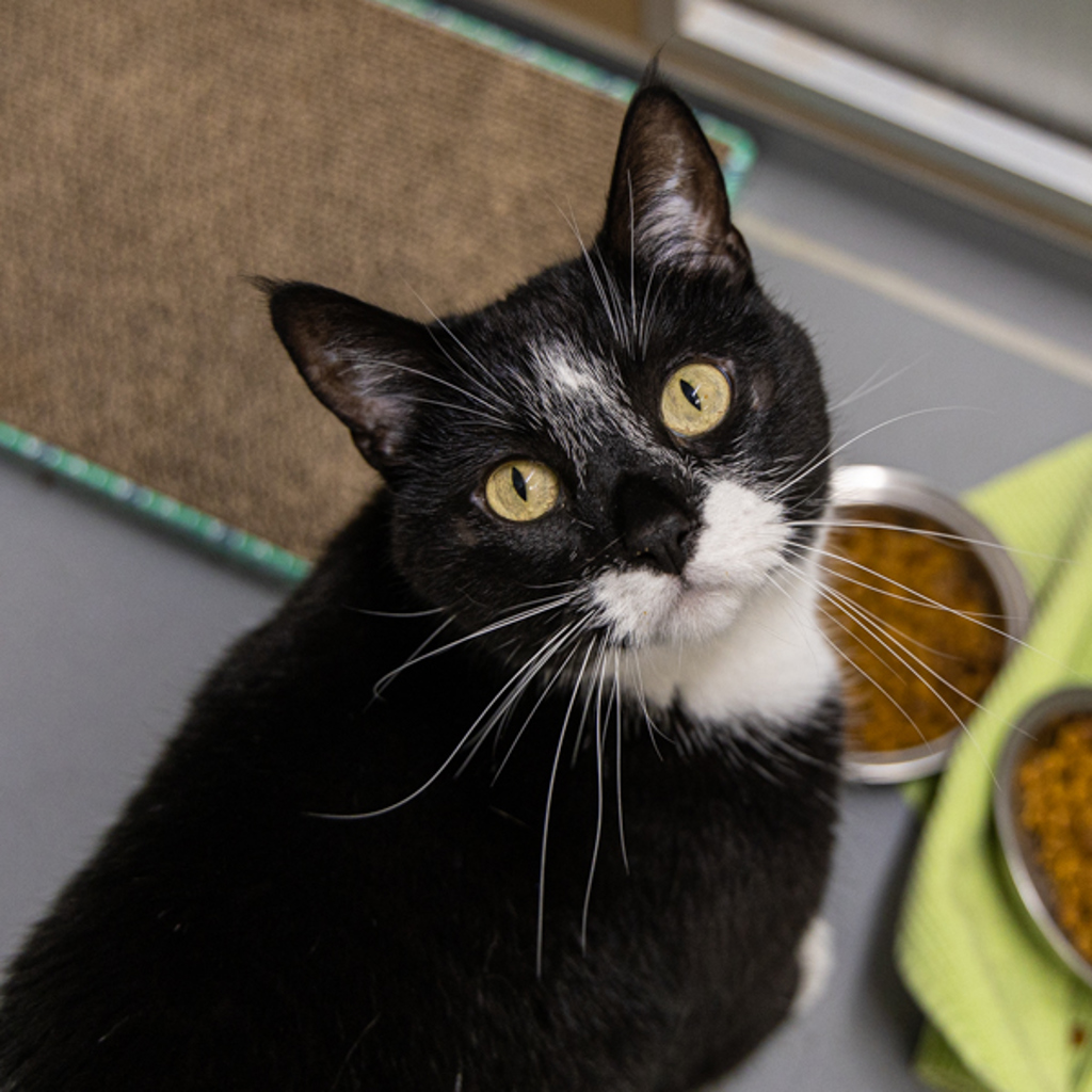 Gemini -- Bonded Buddy With Astro