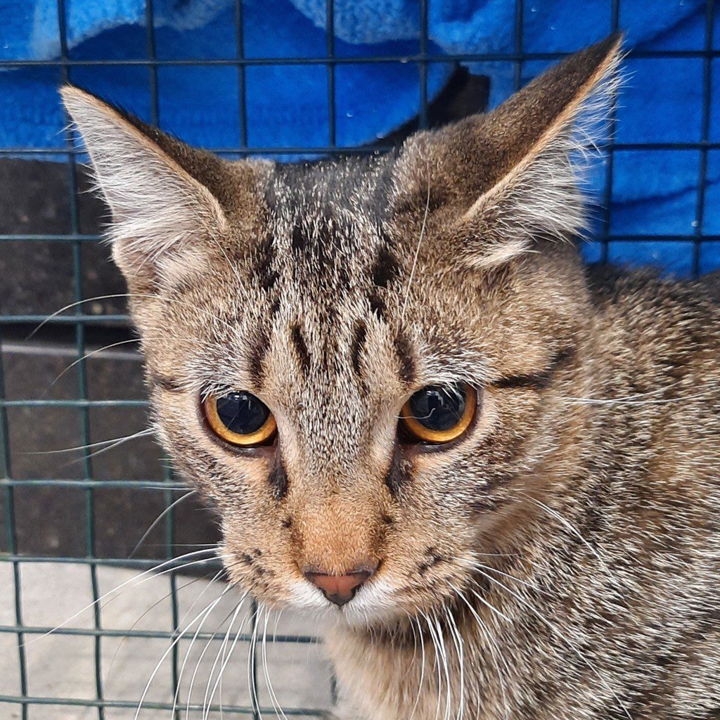 Goodyear - Bonded With Bridgestone