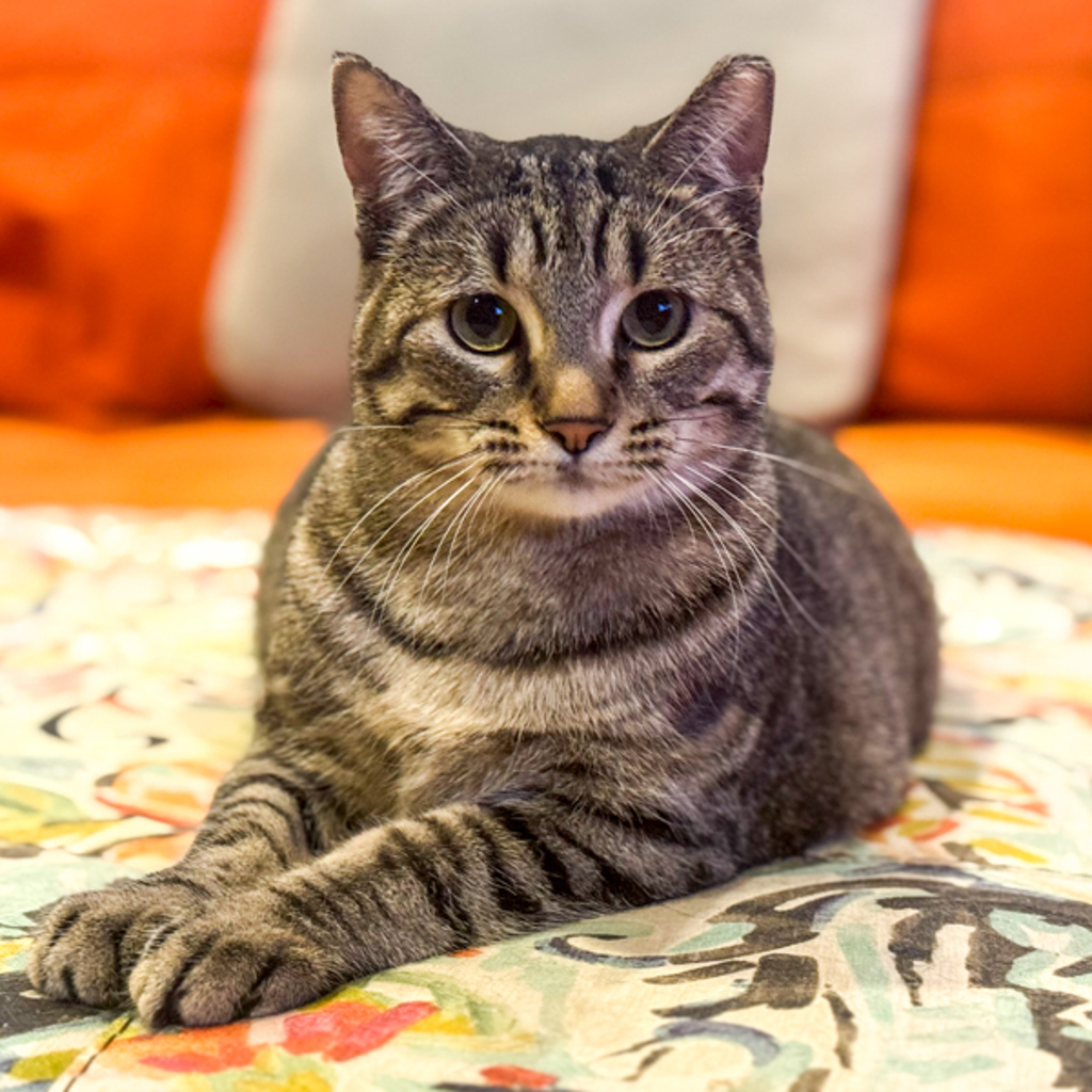 Hocus -- Bonded Buddy With Pocus