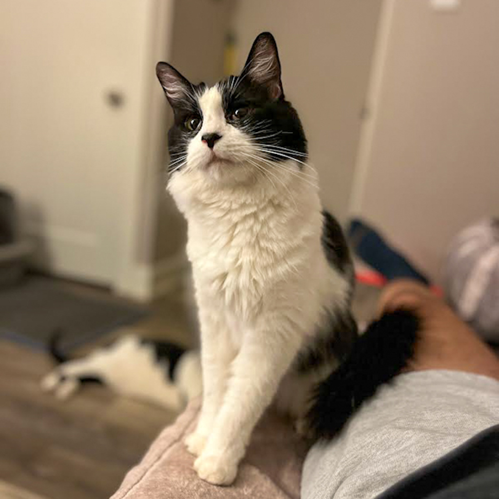 Monkey -- Bonded Buddy With Fabio