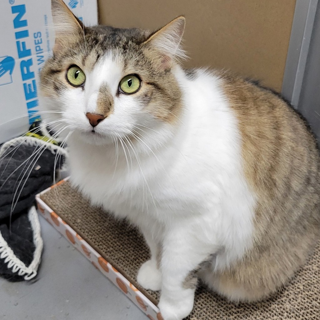 Prince -- Bonded Buddy With Franky