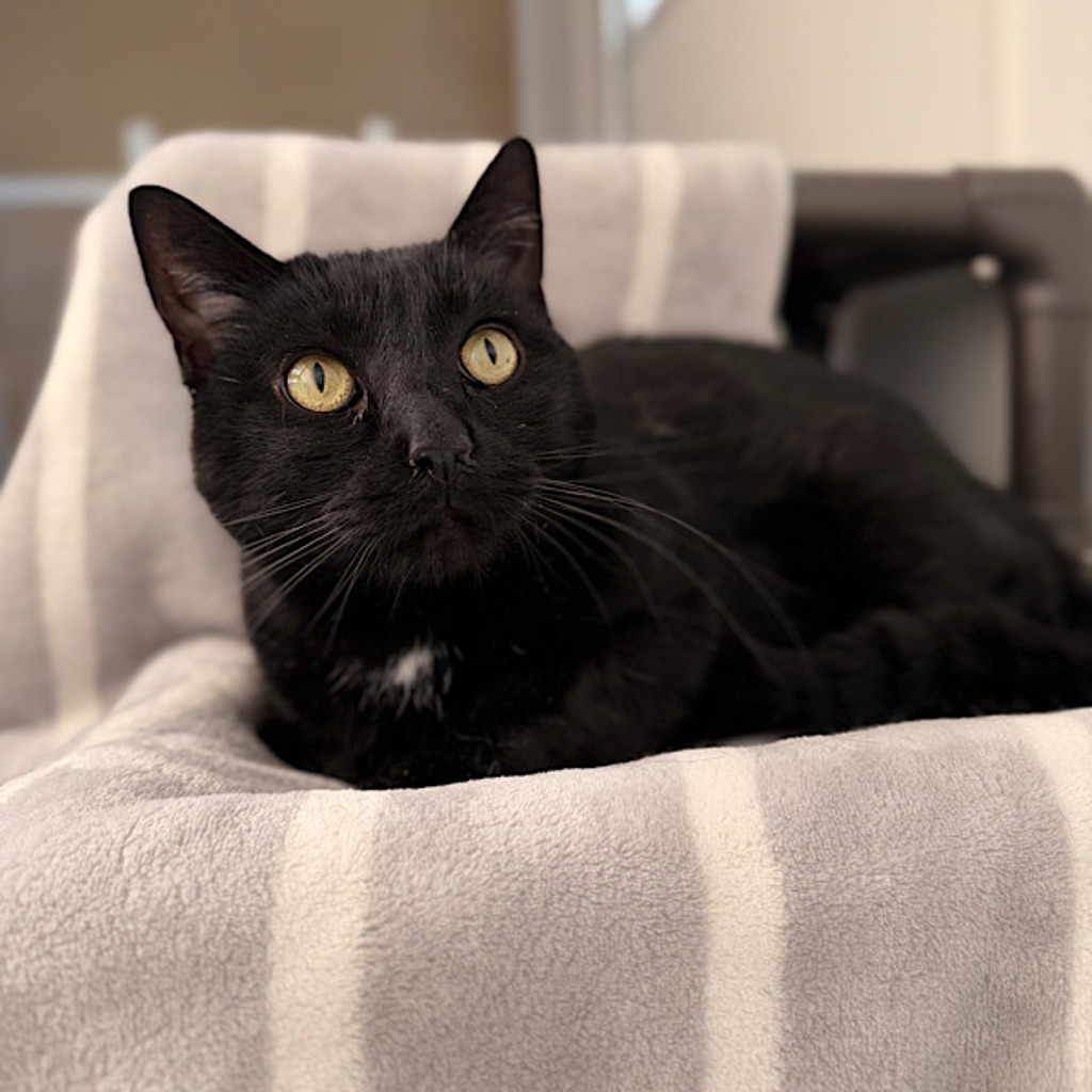 Salem -- Bonded Buddy With Whiskers