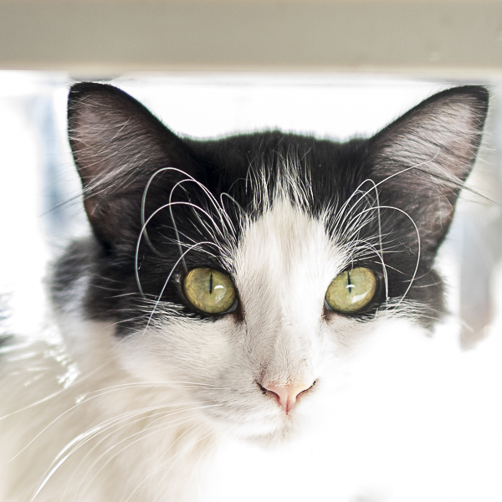 Sasha -- Bonded Buddy With Ella