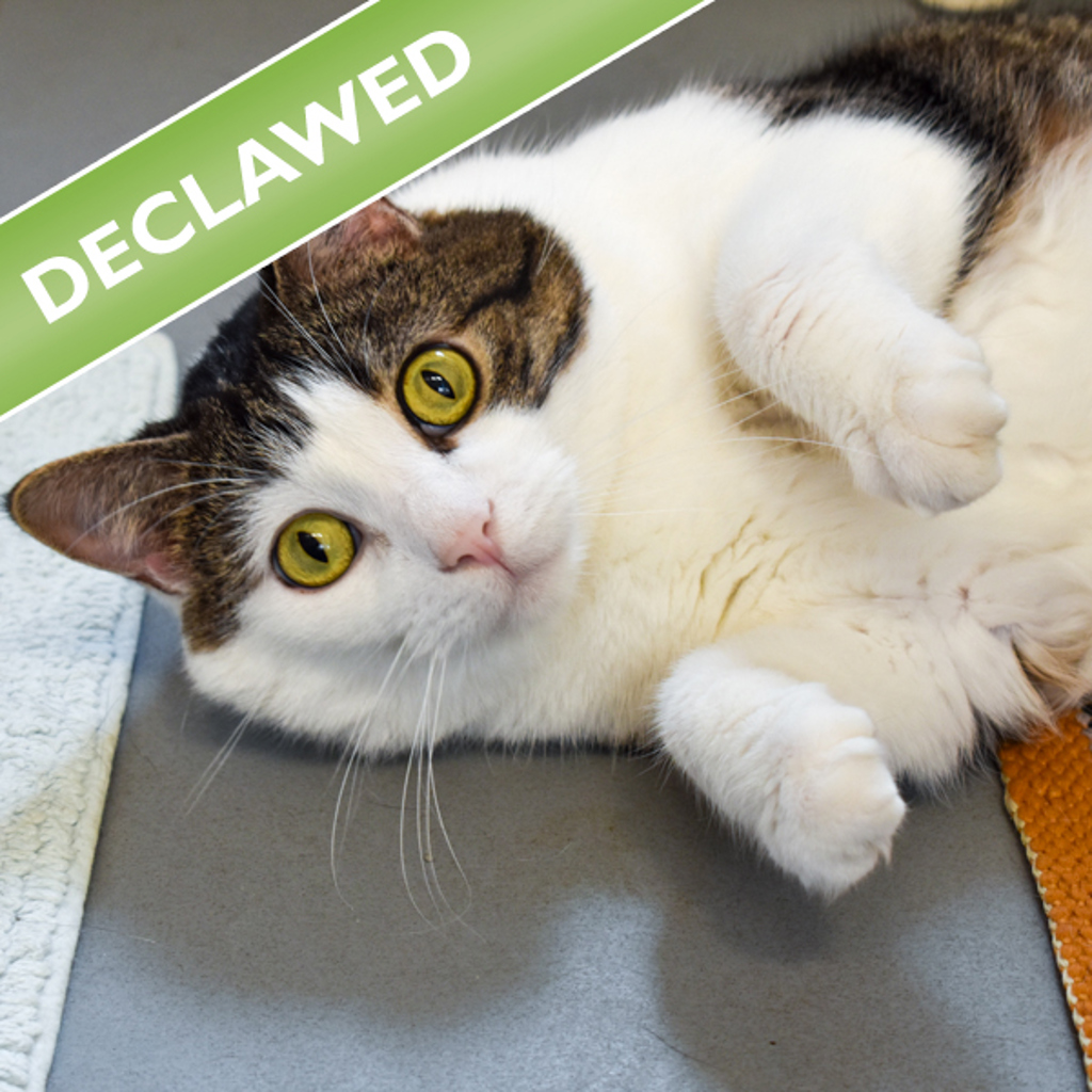 Tim -- Bonded Buddy With Tuxedo