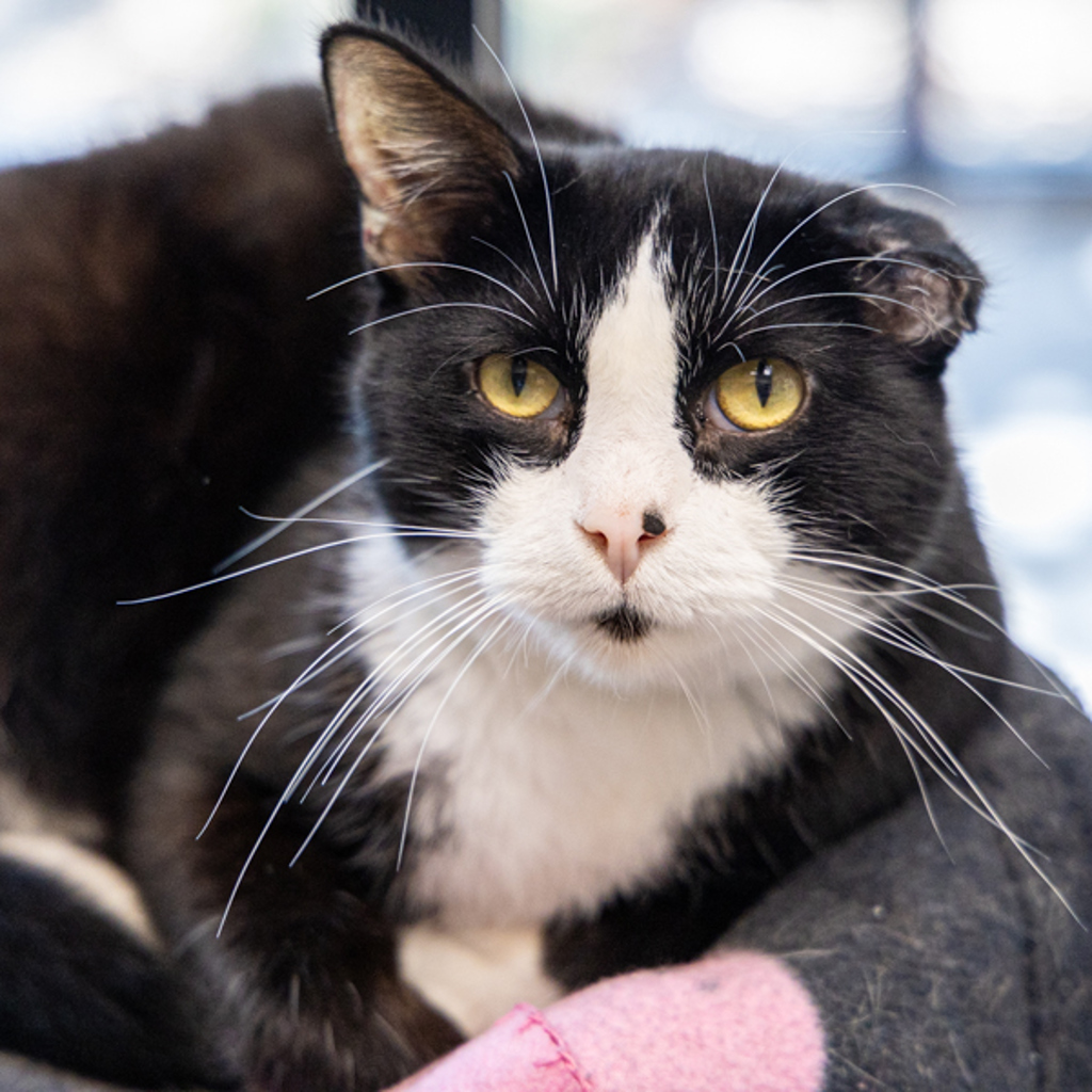 Tyr -- Bonded Buddies With Equinox