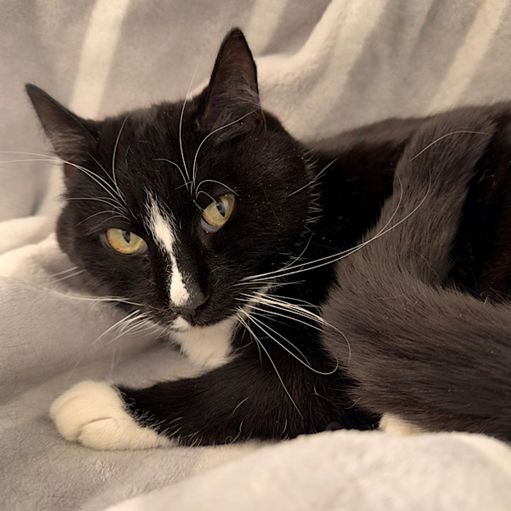 Whiskers -- Bonded Buddy With Salem