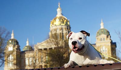 bsl legislation