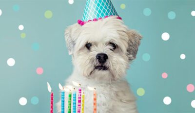 dogbirthdayarl_thumb
