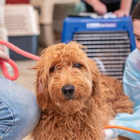 doodlescapcamp doodlescapcamp