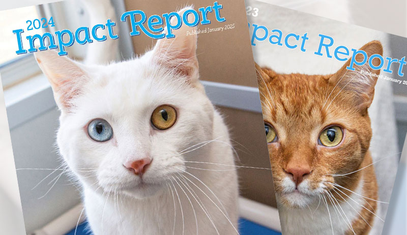 impact-report impact-report