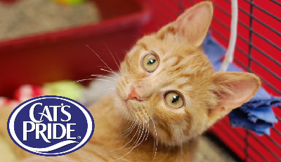 litterdonationcatspride-01