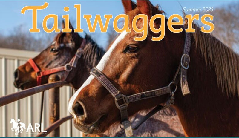 tailwaggers tailwaggers